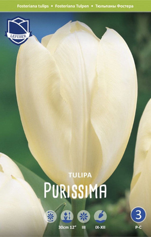 Тюльпан Пуриссима (Tulipa Purissima), 2 упаковки по 5 шт (разбор 11/12)  #1