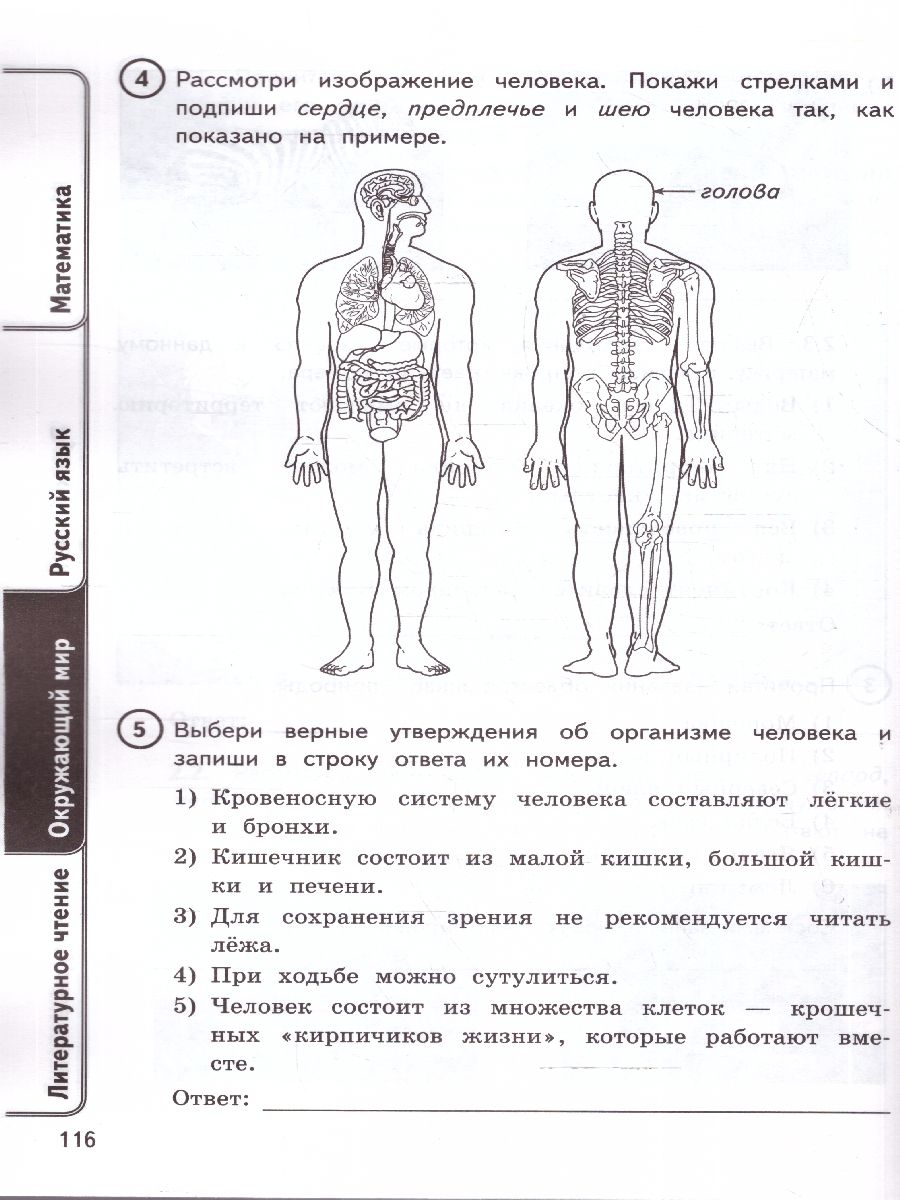 ВПР Все предметы 4 класс 24 варианта ФГОС НОВЫЙ | All Subjects VPR 4th Grade 24 Options Federal State Educational Standard NEW - Ozon image 4
