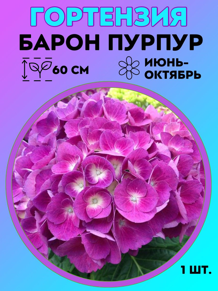 Гортензия метельчатая, многолетние цветы #1