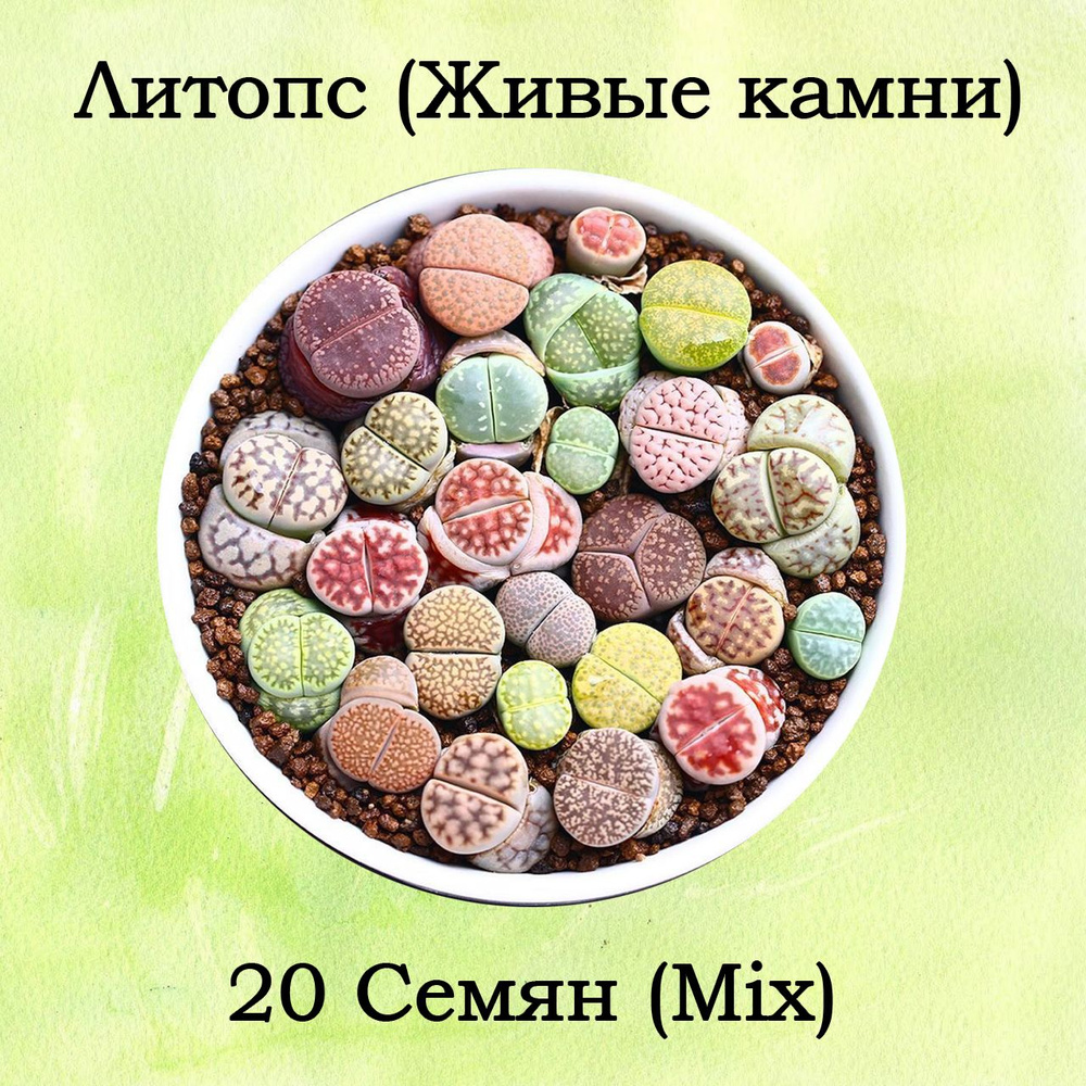 Семена Литопс, (Lithops) 20 штук, суккуленты, Живые камни, Микс семян  #1