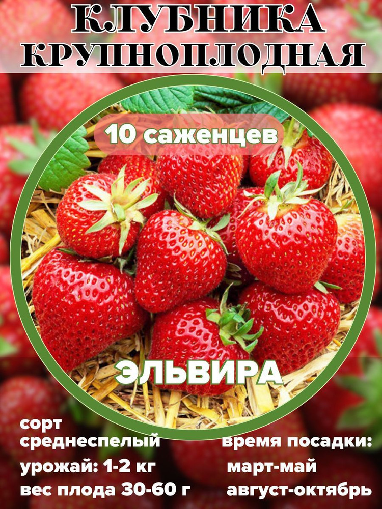 Клубника крупноплодная рассада, саженцы 10 шт. #1