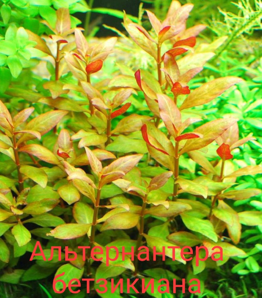 Альтернантера Бетзикиана красная (Alternanthera ficoidea Bettzickiana var. Red) подводная форма  #1