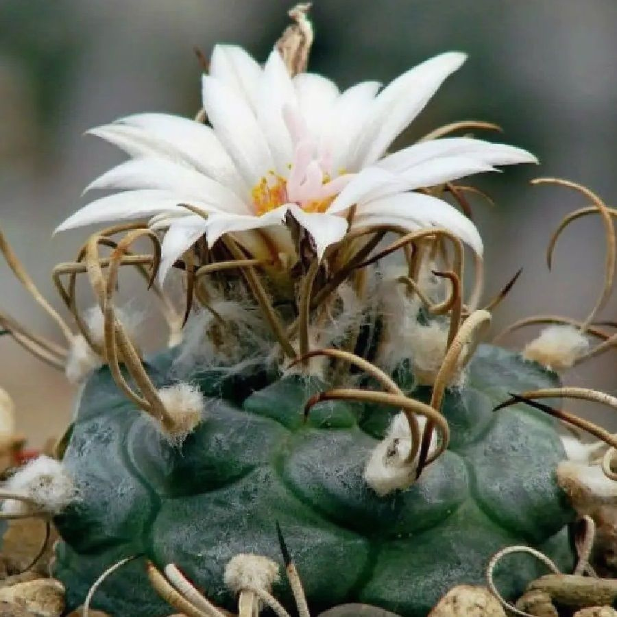 Суккулент Кактус Turbinicarpus macrochele v. kupackii TCG-3002, семена 10 штук  #1