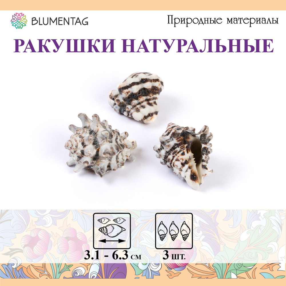 Ракушки морские натуральные для декора "Blumentag" DRF-026, 3 шт. 6.3см Vasum Cornigerum  #1