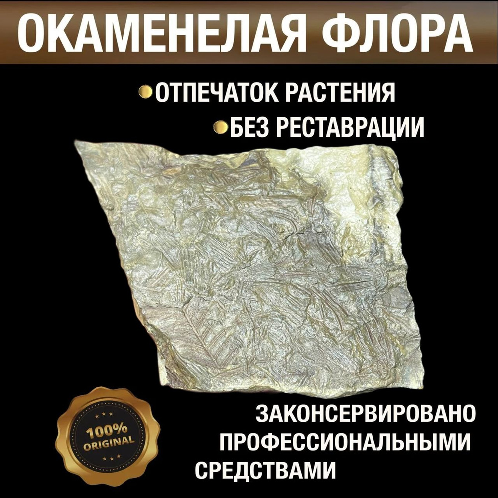 Окаменелая флора, отпечаток растения. Период: Карбон. Примерно 300 Млн лет. Ростовская обл  #1