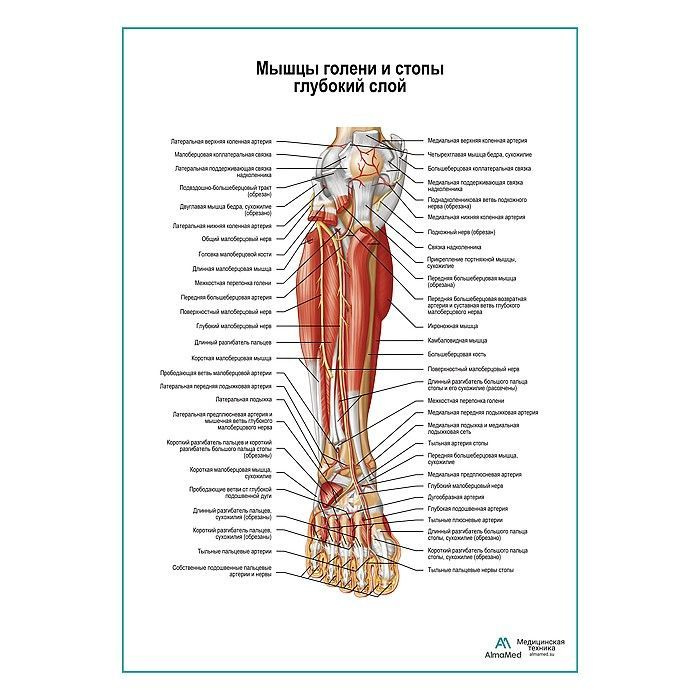 Обучающий плакат "Мышцы голени и стопы глубокий слой, вид спереди", размер А1+, глянцевый холст от 200г/м2 #1