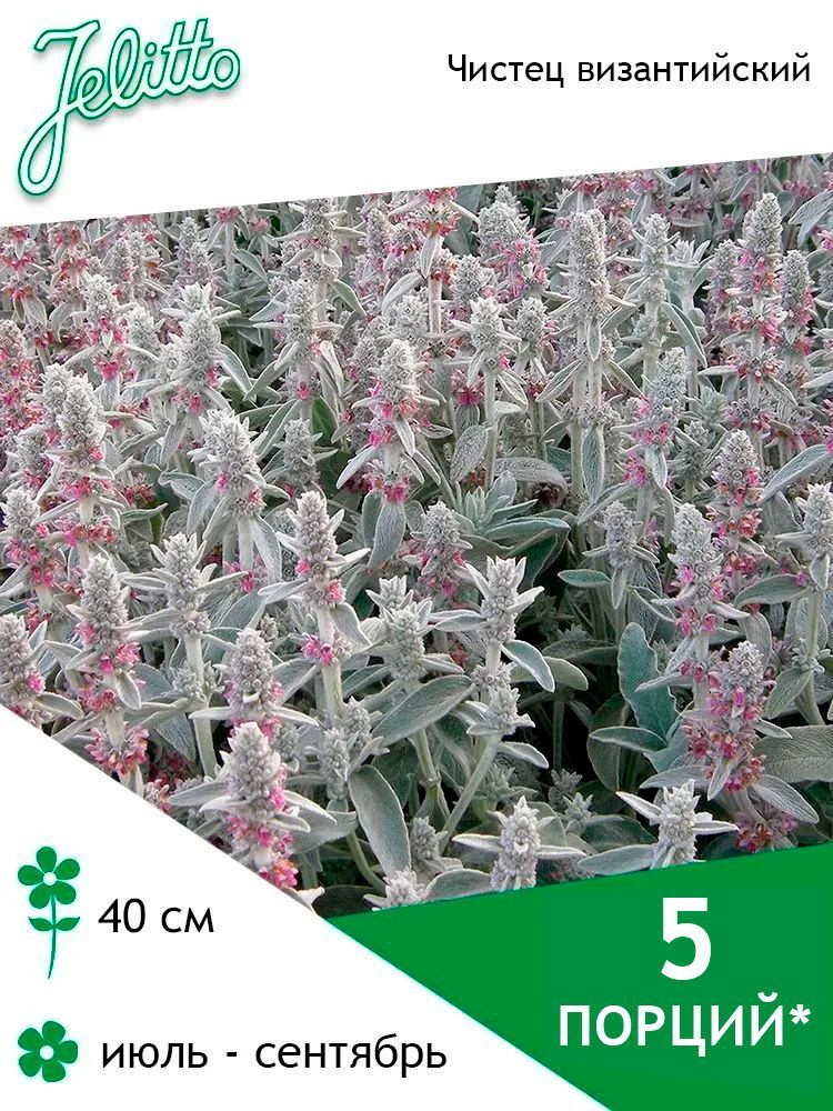 Семена Jelitto Чистец византийский (STACHYS byzantina) 5 порций #1