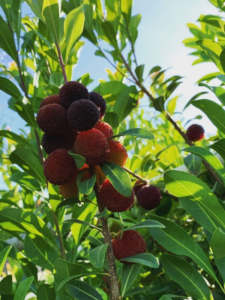 Семена Восковница красная (Myrica rubra), 3 штуки #1