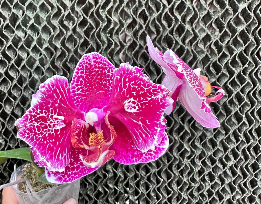 Dtps. Mei Dar Prince (Mutation) PHALAENOPSIS ORCHIS FLORICULTURING INC.