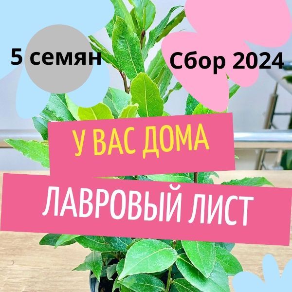 Лаврдомашнийкулинарный,семена5шт.