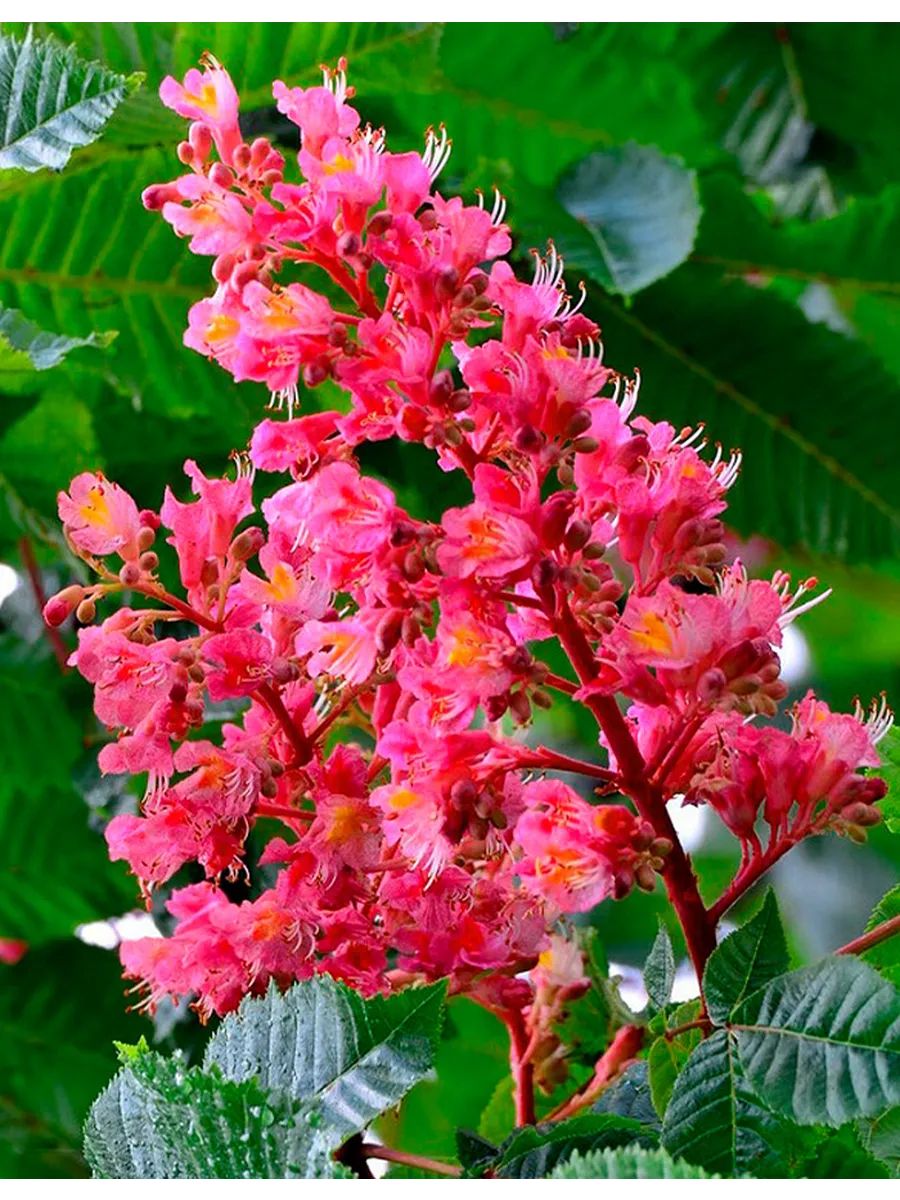 Красныйкаштан,орехидляпроращиванияконскогокрасногокаштана,внаборе5штук+подарок