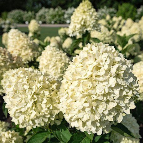 Гортензия метельчатая Коттон Крем - Hydrangea paniculata Cotton Cream (саженец ЗКС - контейнер 0,5 л) #1