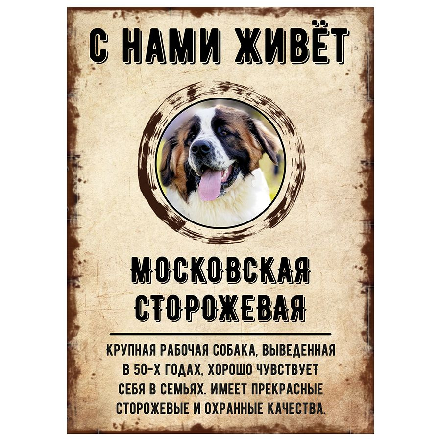 Табличка, декоративная, DANGER DOG, С нами живет Московская сторожевая, 18см х 25см  #1