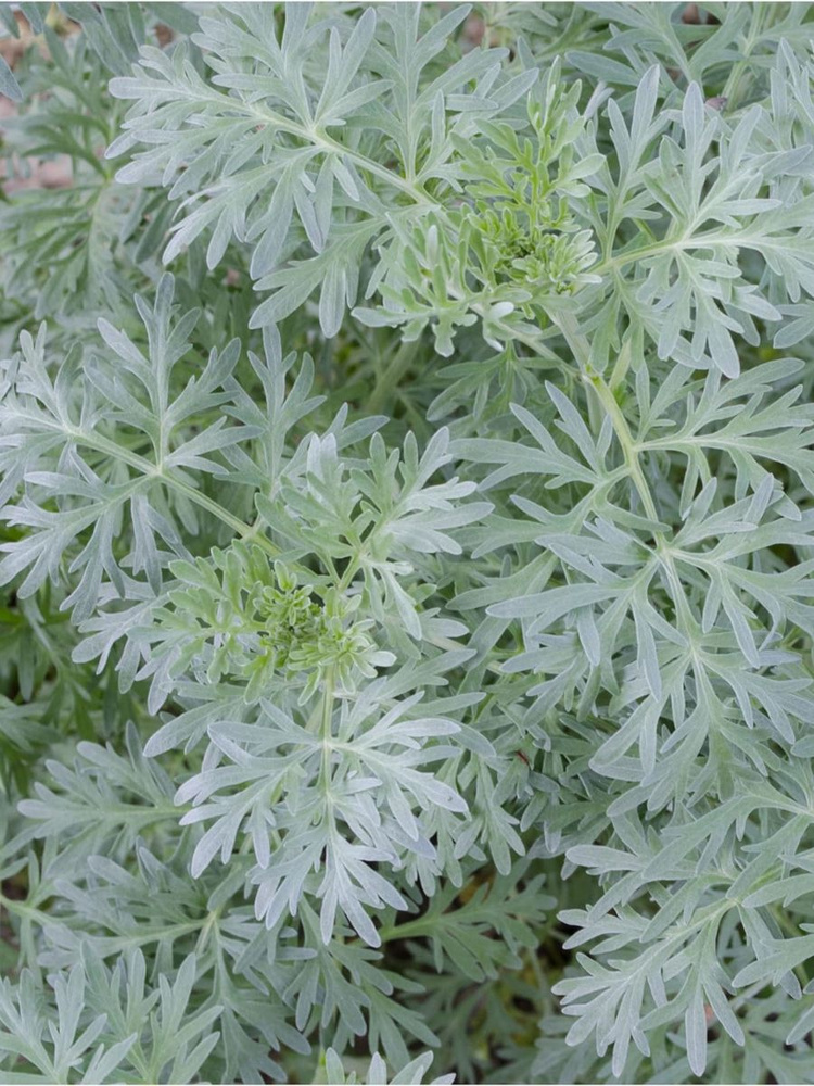 Семена Полынь горькая (Artemisia absinthium), 100 штук #1