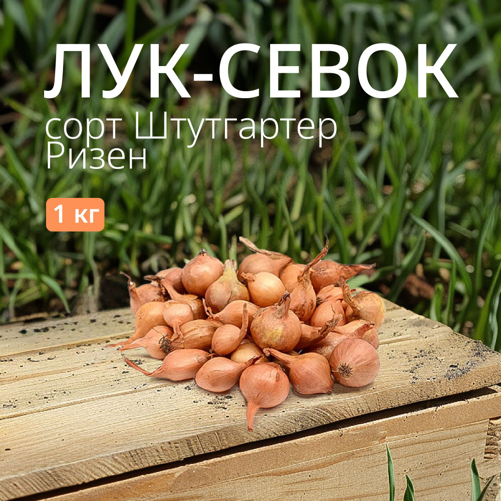 Лук севок Штутгартер Ризен 1 кг. Урожай 2024 #1