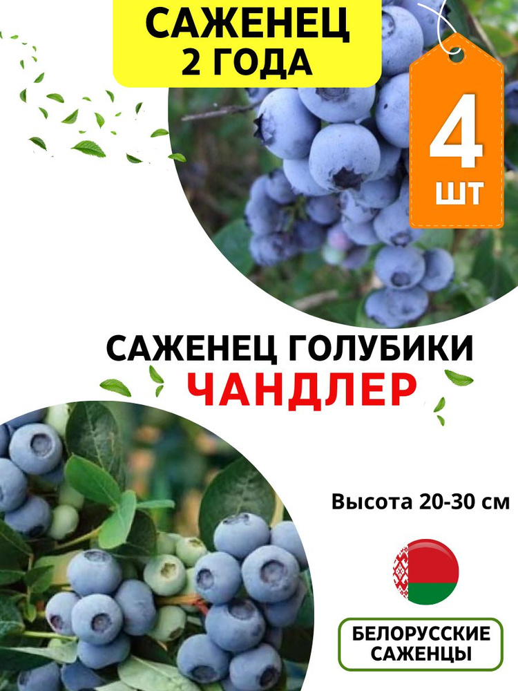 Саженец,4шт #1