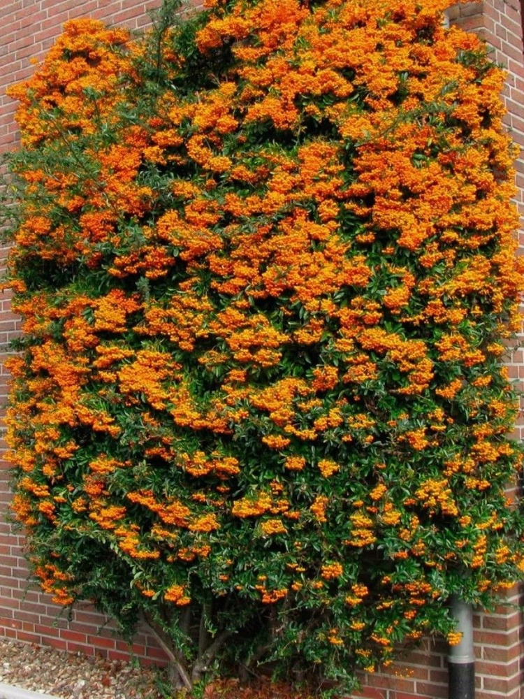 Семена Пираканта шарлаховая оранжевая (Pyracantha coccinea), 15 штук  #1