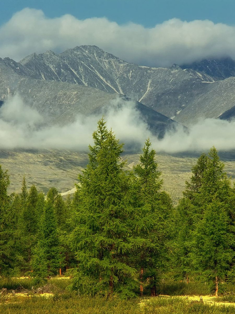 Семена Лиственница Даурская (Larix gmelinii), 25 штук #1