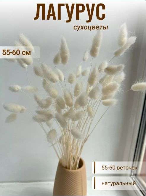 CRISPA FLOWERS Сухоцветы Лагурус, 60 см, 55 шт #1