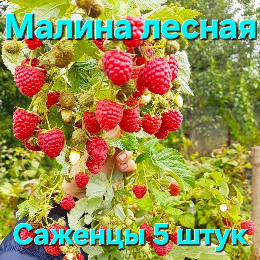 Малина лесная ароматная, саженцы 5 шт #1