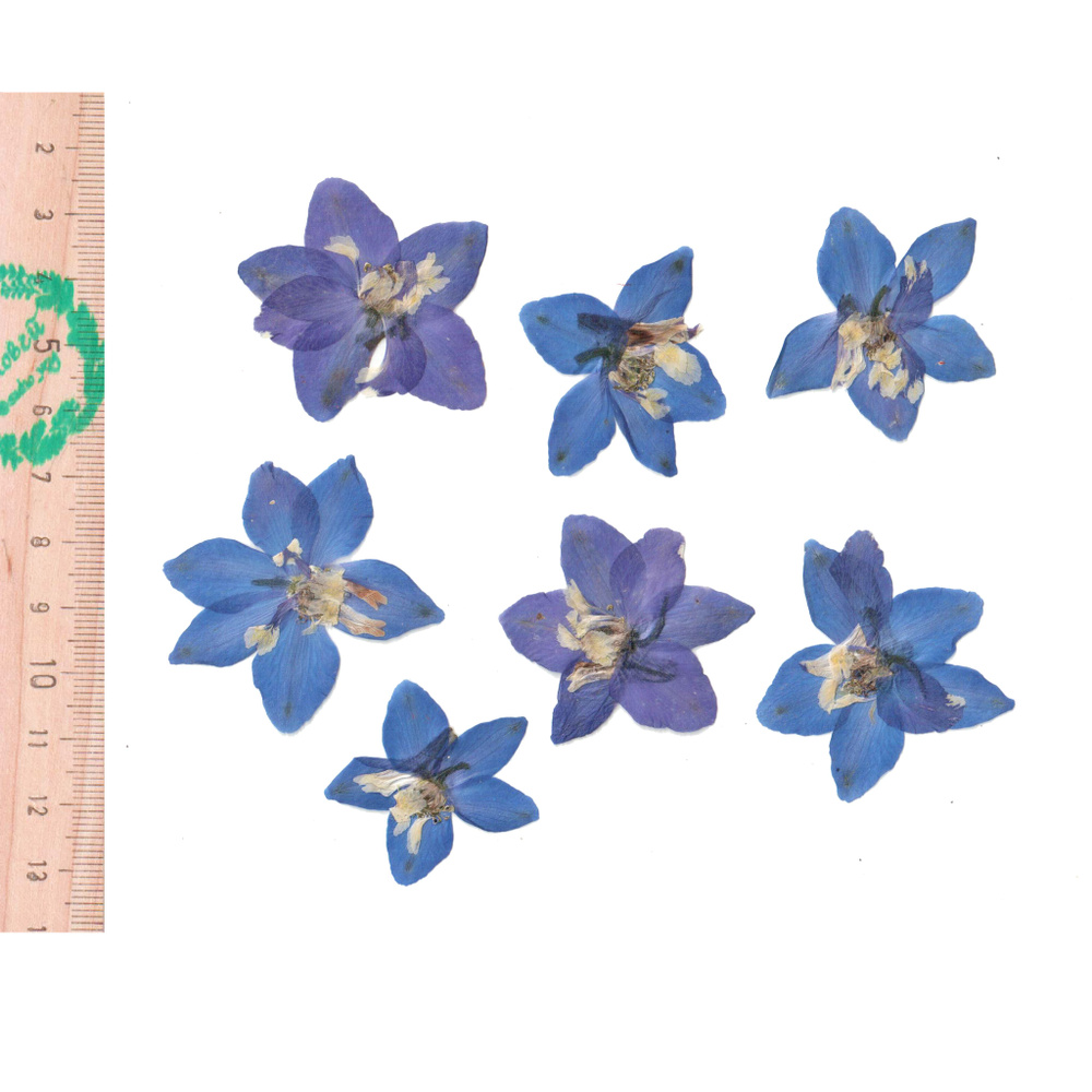 Плоские сухоцветы - Дельфиниум для заливки смолой и рукоделия, 7 шт  #1