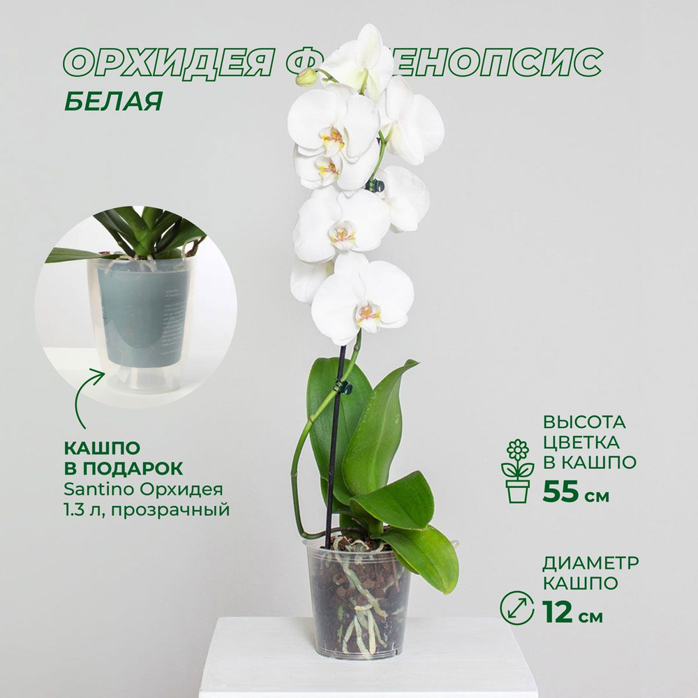 Фаленопсис 2 ствола Компилэйшн Phalaenopsis 2 st Compilation 70/12