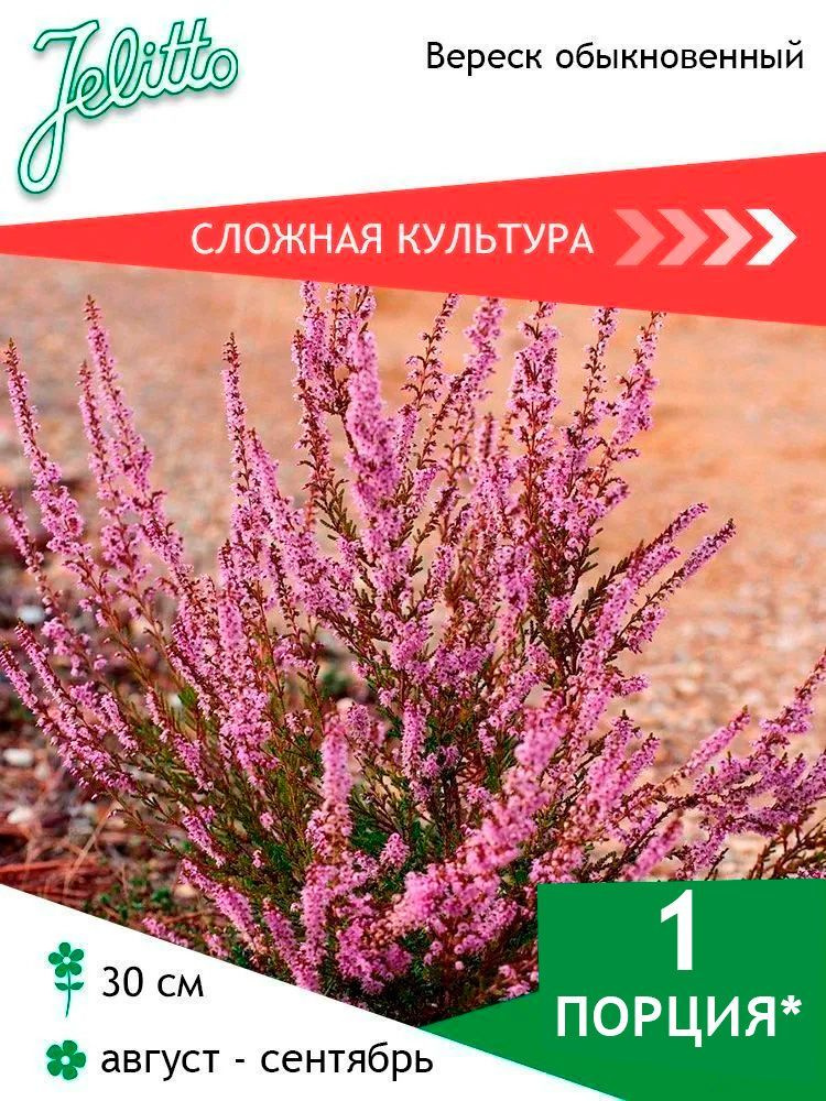 Семена Jelitto Вереск обыкновенный (CALLUNA vulgaris) 1 порция #1