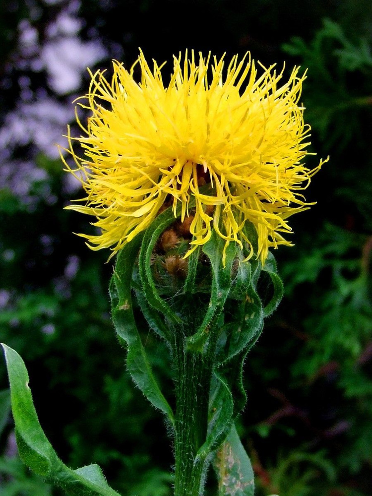 Семена Василек крупноголовый желтый (Centaurea macrocephala), 15 штук  #1