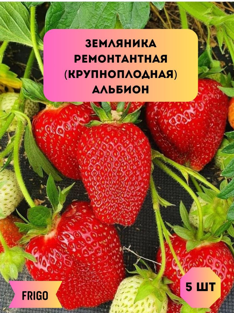 Земляника ремонтантная (крупноплодная) Альбион саженцы 5шт.  #1