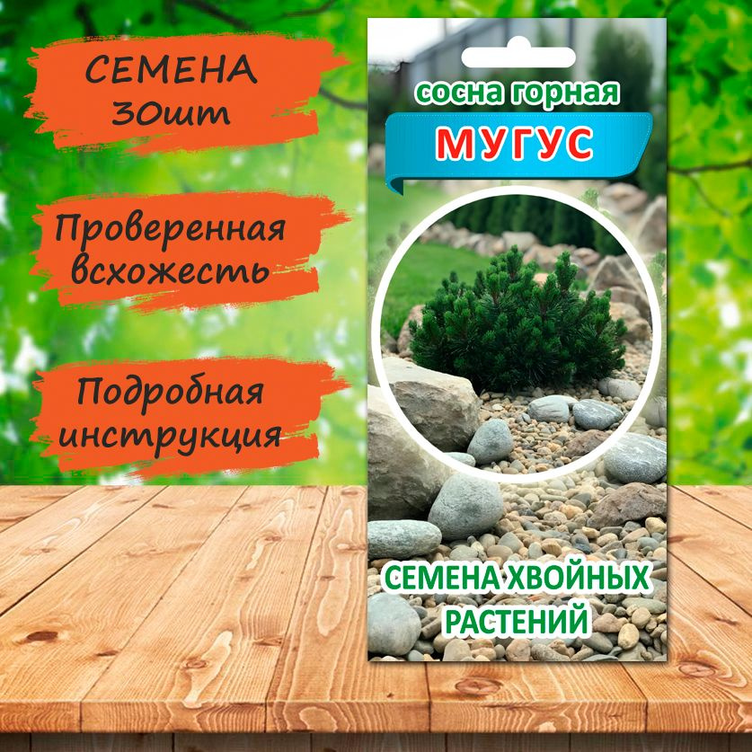 Купить Семена Японской Сосны