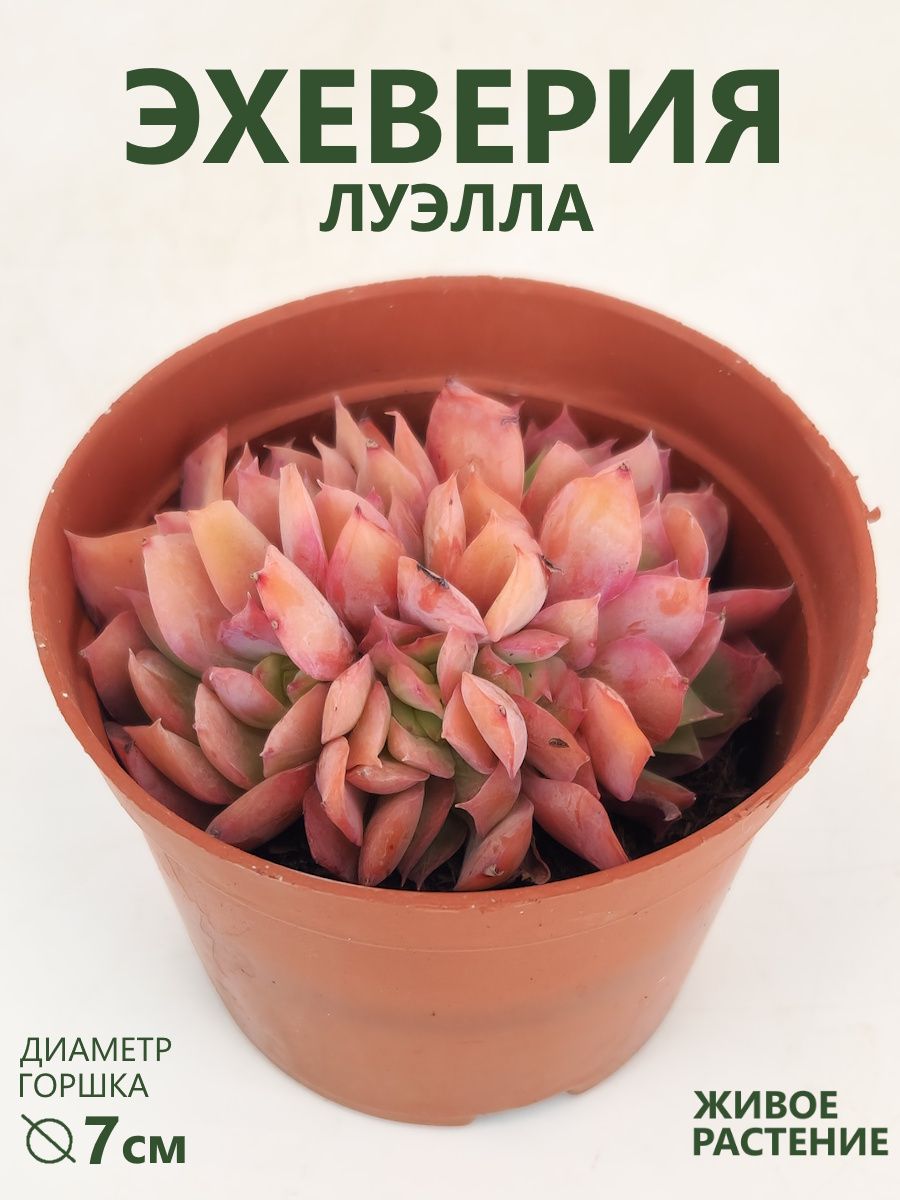 ЭхеверияживаяЛуэлла(Echeveria)суккулентживой,D-7см
