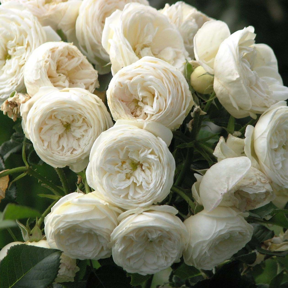 Роза кустовая Артемис #1