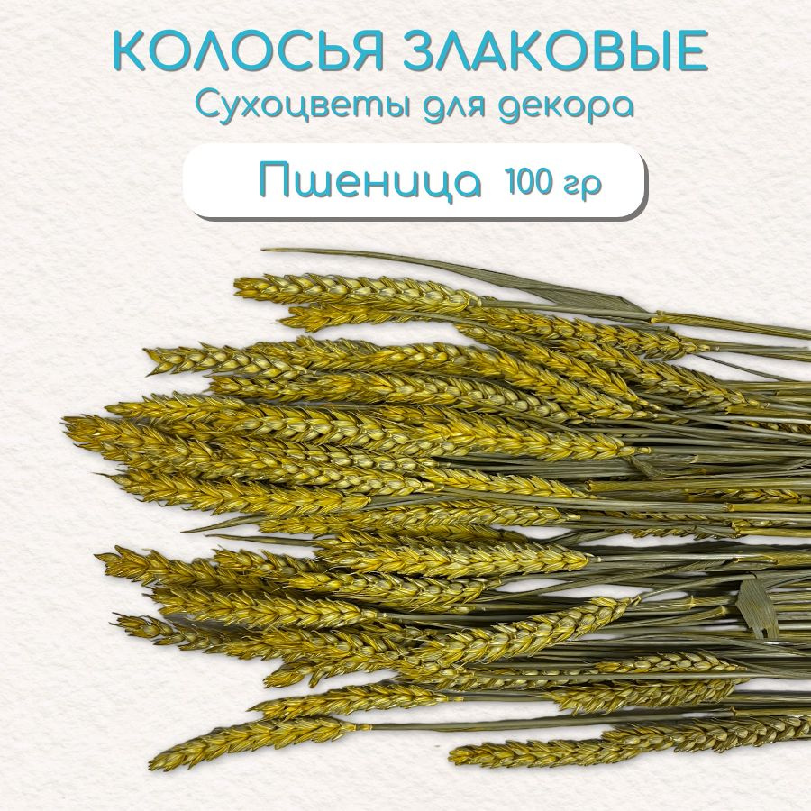 Колосья злаковые Пшеница Тритикум/Triticum, сухоцветы для декора, букет 100гр, h70см  #1