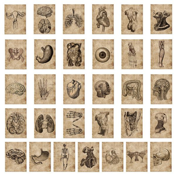 Набор декоративных водонепроницаемых наклеек стикеров Анатомия в стиле старинных научных публикаций, #1