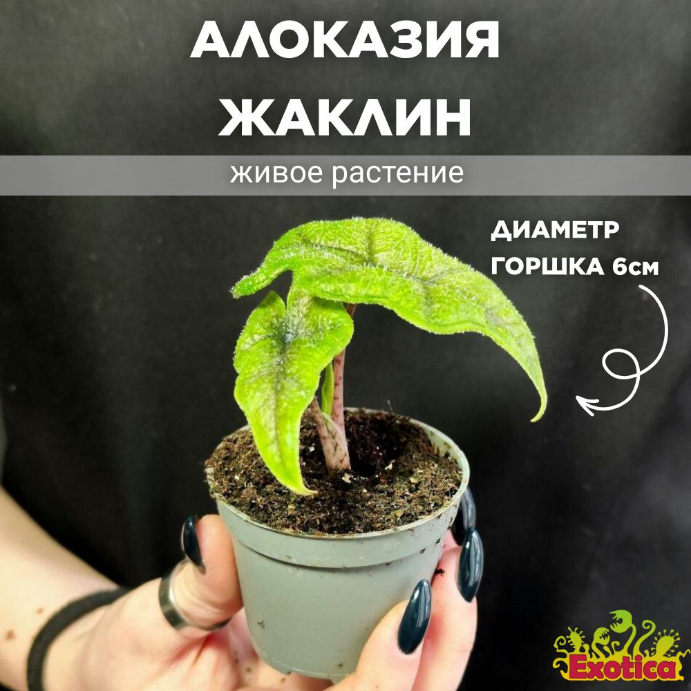 Алоказия Жаклин (Alocasia Jacklynn) D6см #1