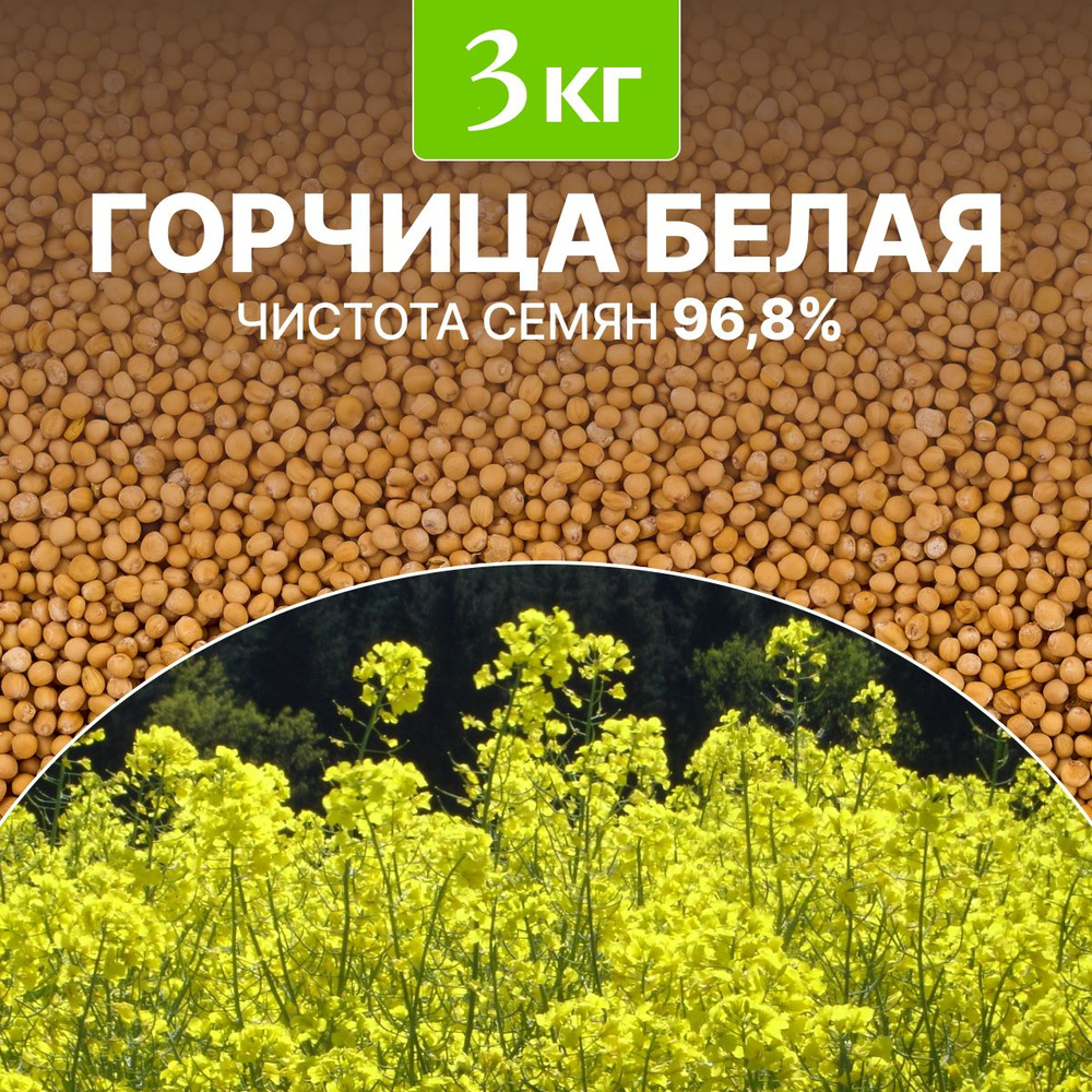 Семена Горчица белая сидерат чистота 96,8%, био-удобрение, 3 кг  #1