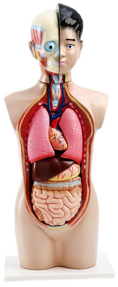 Макет "Торс человека", разборная анатомическая 3D модель, анатомия органов брюшной полости, наглядный #1