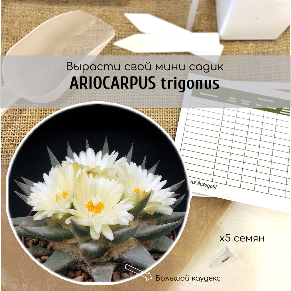 Семена кактуса Ariocarpus trigonus/ Ариокарпус тригонус или треугольный от Бюро семян  #1