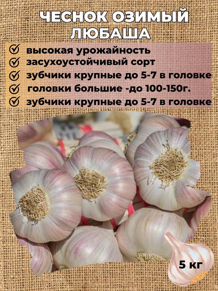 Чеснок озимый на посадку, 5кг. #1