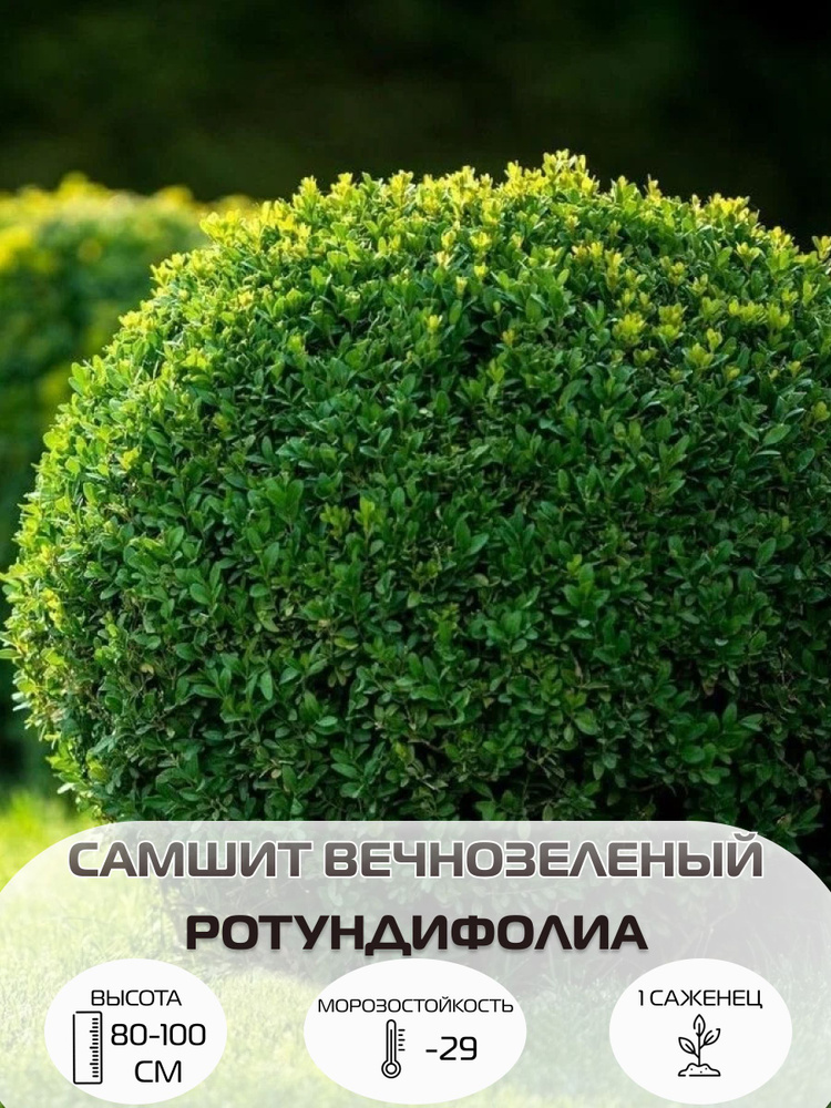 Саженец самшита вечнозеленый , живая изгородь для ландшафта  #1