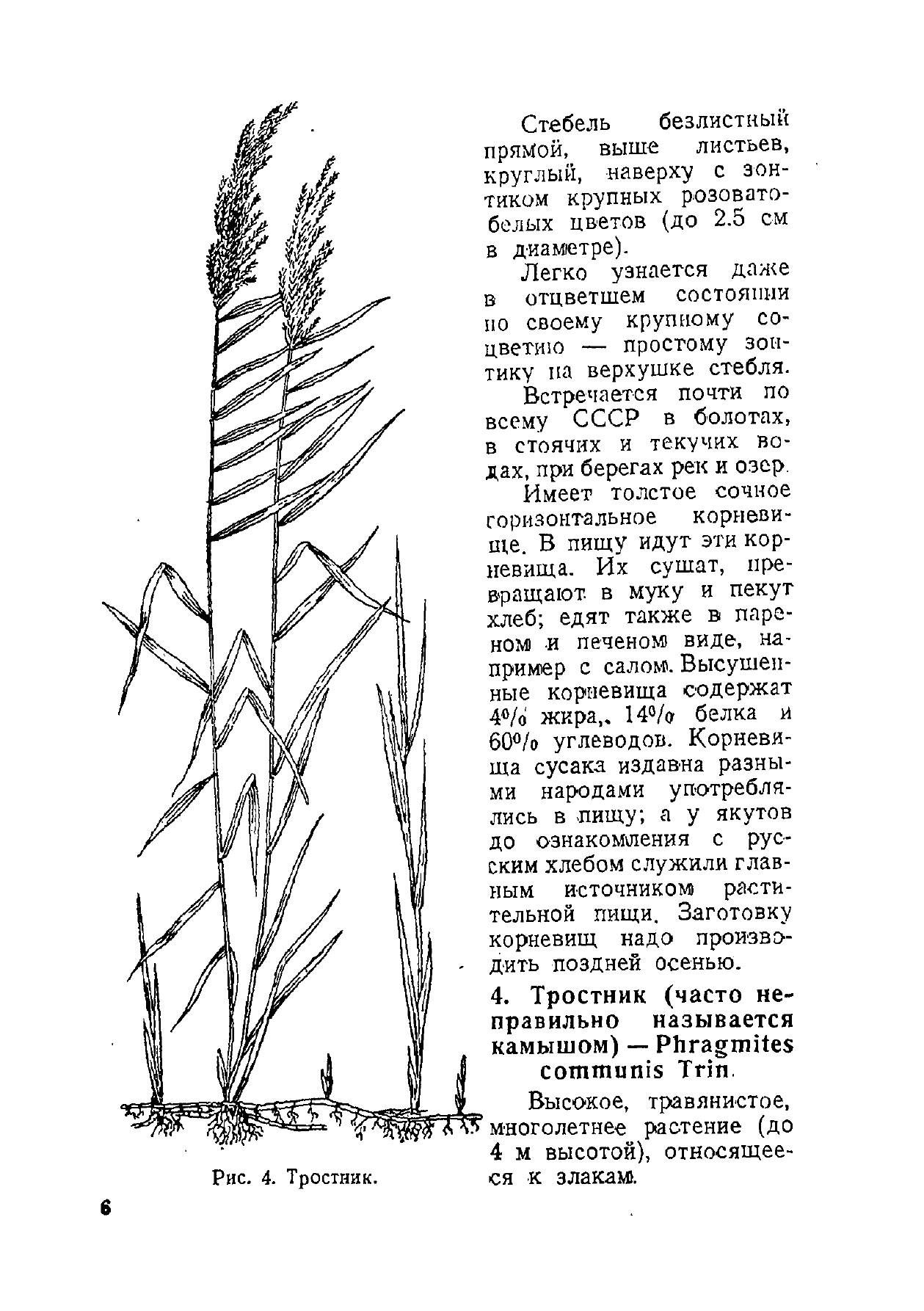 Дикие съедобные растения | Wild Edible Plants - Ozon image 6