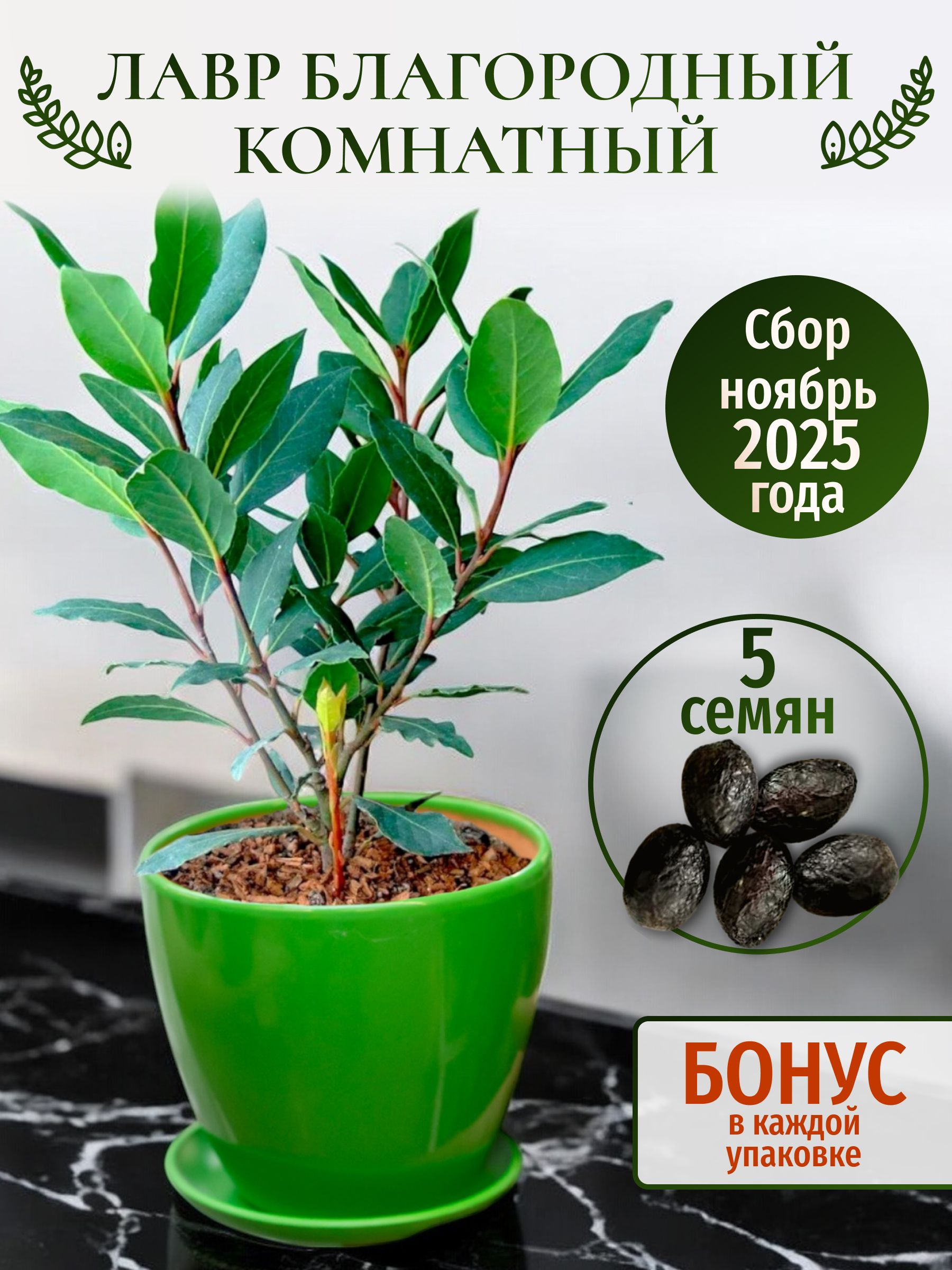 Семеналавракомнатногоблагородного,лавровоголиста,5семян