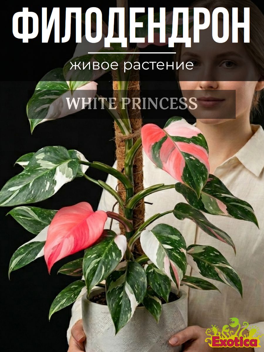 ФилодендронВайтПринцесс(PhilodendronWhitePrincess)D6см,живойцветок