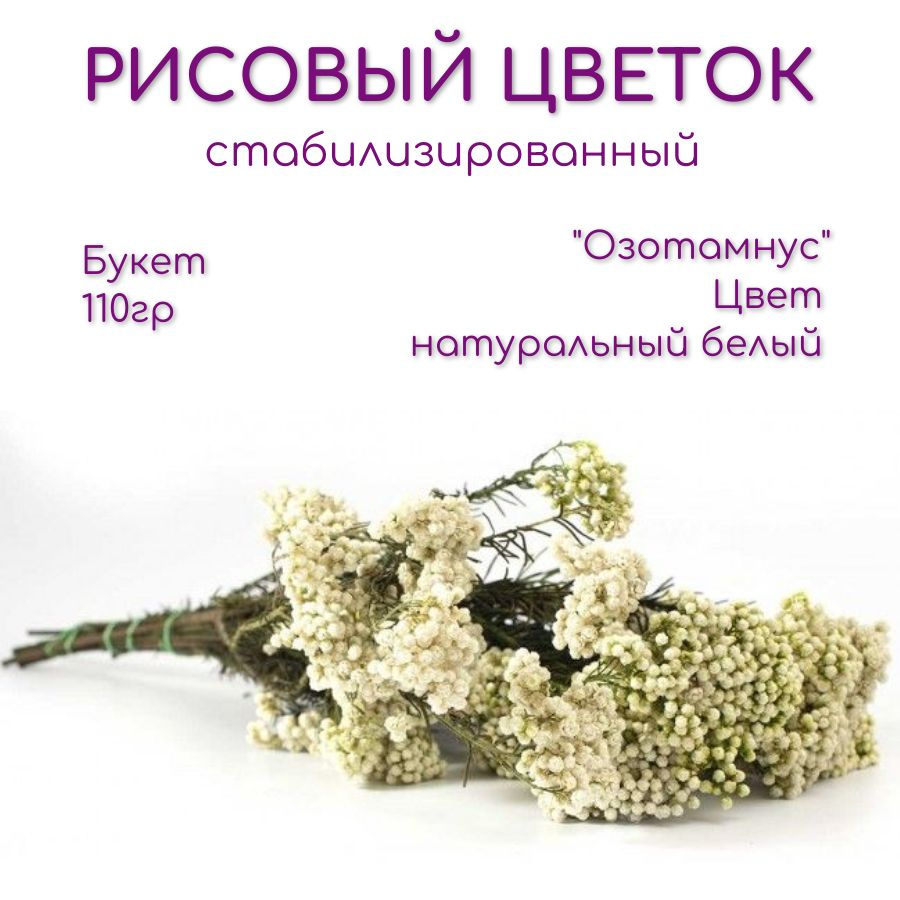Рисовый цветок (Диосми) Озотамнус стабилизированный Verdissimo сухоцветы для декора букет h 60см 140гр #1