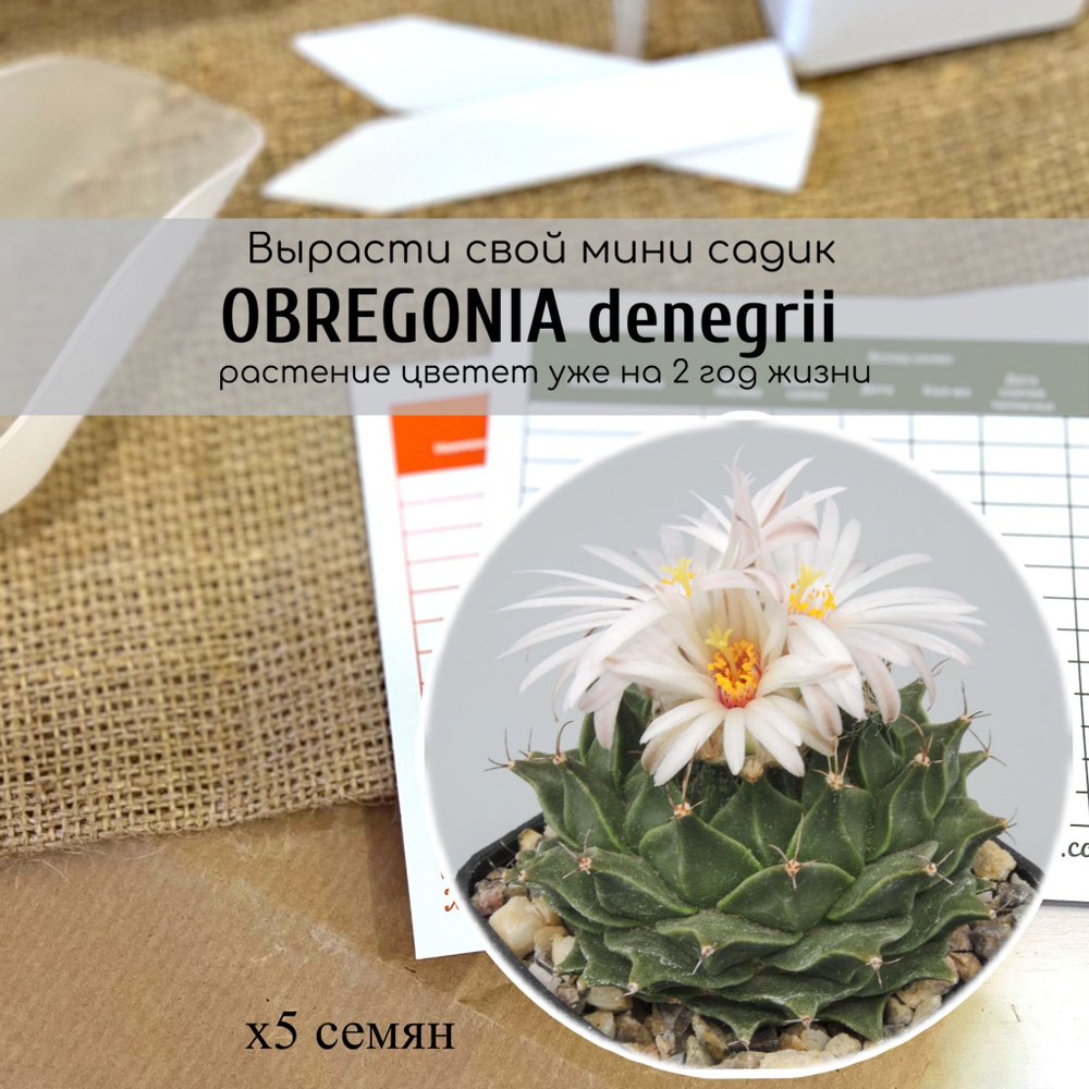 Семена кактуса Obregonia denegrii / Обрегония Де Негри от Бюро семян  #1