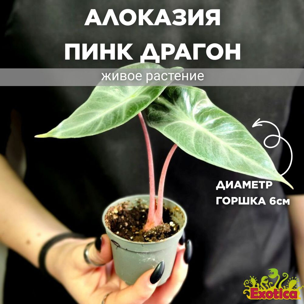 Алоказия Пинк Драгон (Alocasia Pink Dragon) D6см #1