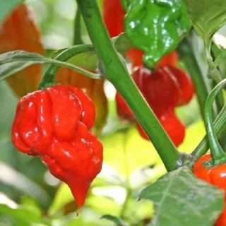 Семена Острый перец Trinidad Scorpion Butch T, 5 семян + подарок #1