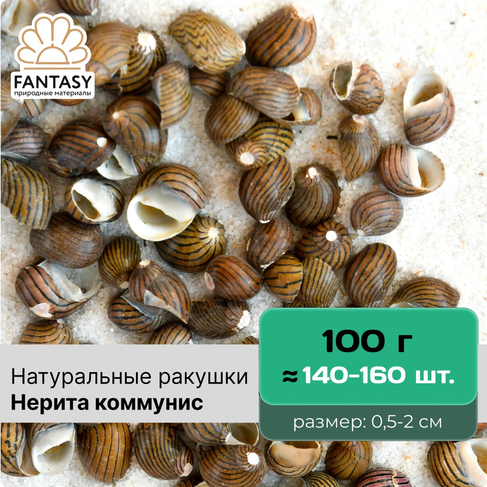 Натуральные морские ракушки FANTASY Нерита коммунис, размер - 0,5-2 см, отборные, набор весом 100 г (140-160 #1