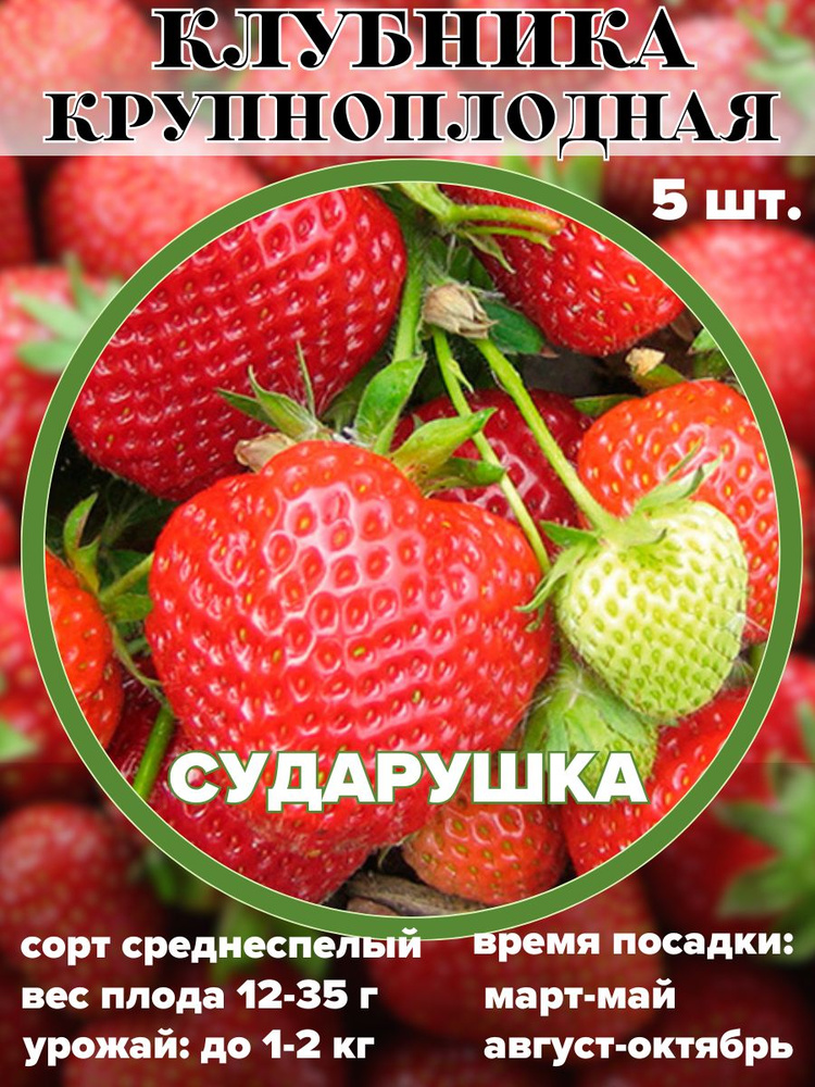 Клубника крупноплодная Сударушка, рассада, саженцы 5 штук  #1