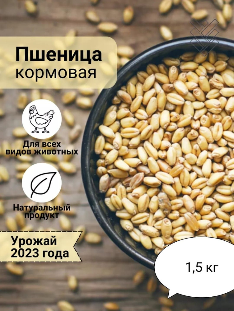 Пшеница для проращивания 1,5 кг #1